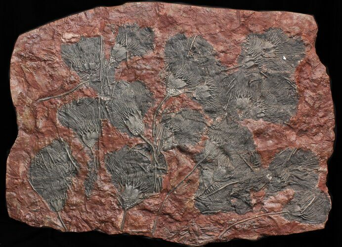 Scyphocrinites Crinoid Plate - Museum Quality Display #40477